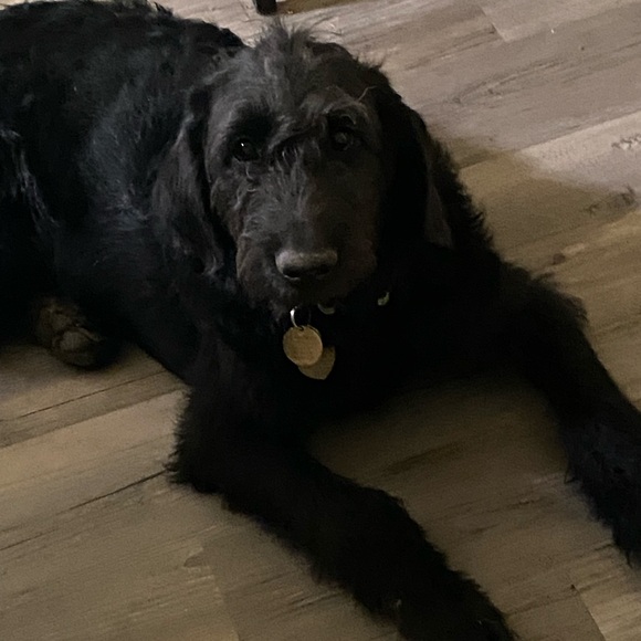 Meet your Posher, Martha - Picture 2 of 3